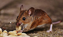 24 Hour & Emergency Exterminators in Strausstown, PA
